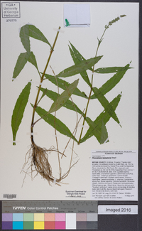 Physostegia leptophylla image