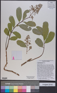 Licania michauxii image