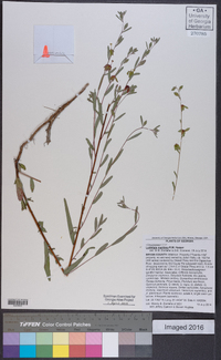 Ludwigia maritima image