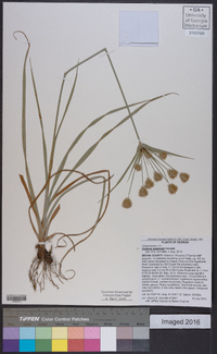 Cyperus plukenetii image