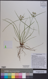 Cyperus croceus image