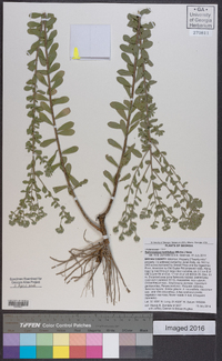 Sericocarpus tortifolius image