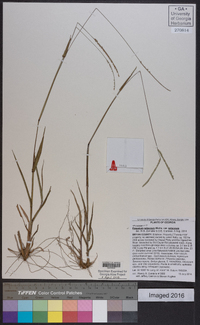 Paspalum setaceum var. setaceum image