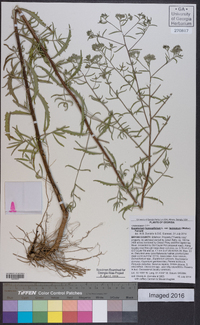 Eupatorium hyssopifolium var. laciniatum image