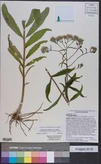 Eupatorium album var. album image