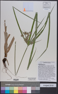 Cyperus virens image