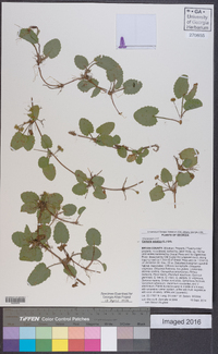 Centella asiatica image