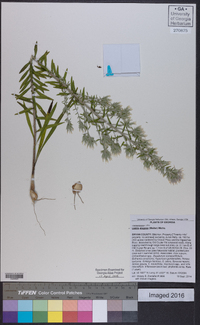 Liatris elegans image