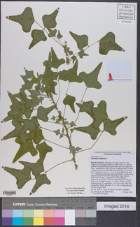 Erythrina herbacea image