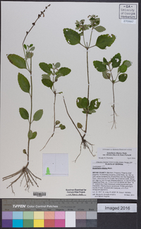 Scutellaria elliptica var. hirsuta image