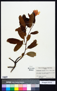 Rhabdadenia biflora image