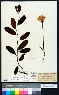 Rhabdadenia biflora image