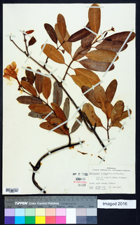 Rhabdadenia biflora image