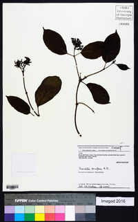 Secondatia densiflora image