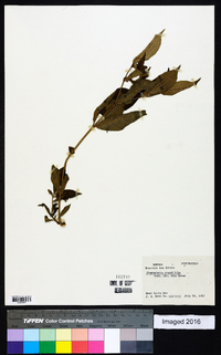 Stemmadenia grandiflora image