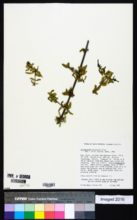 Image of Strophanthus mirabilis