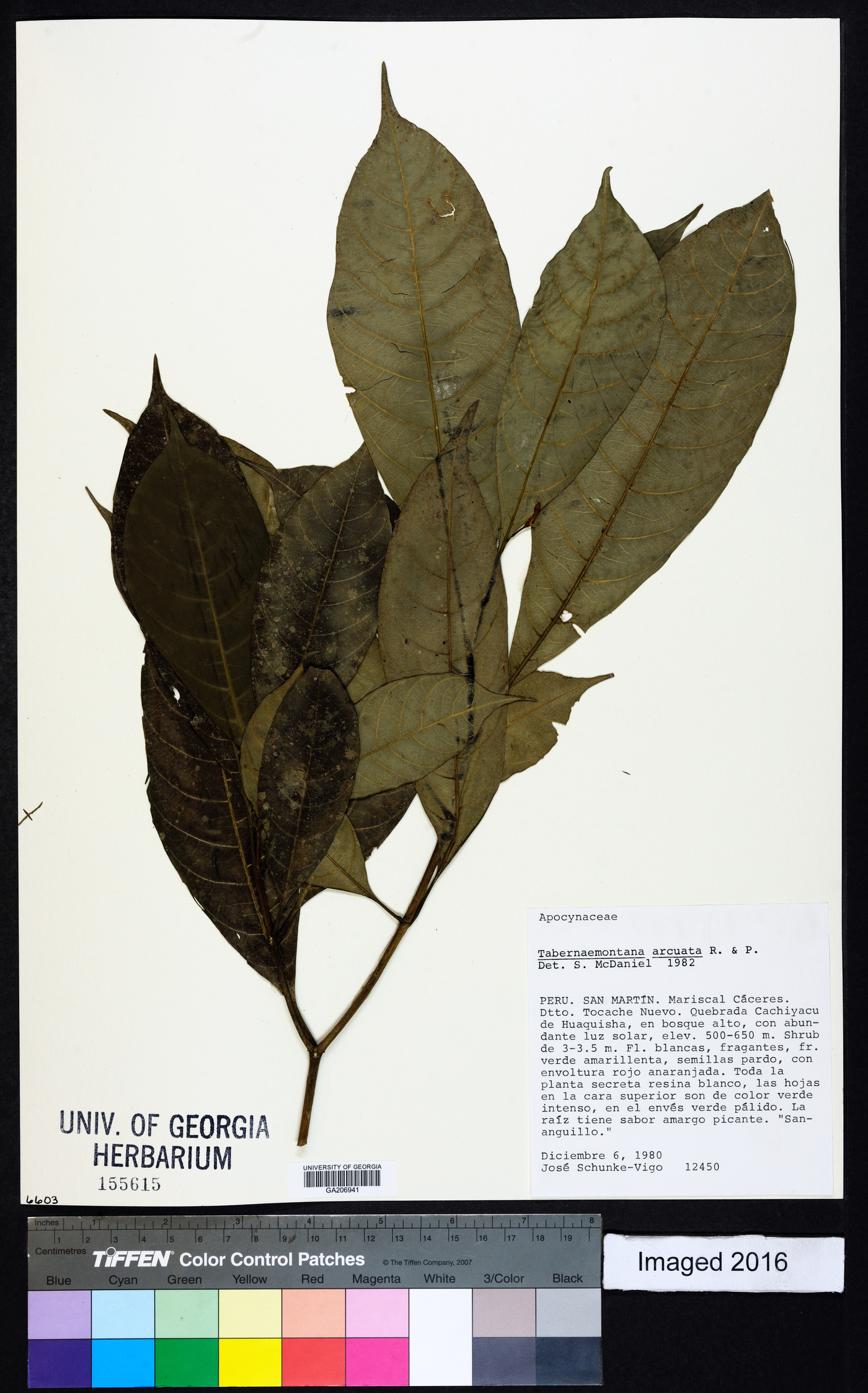 Tabernaemontana cymosa image