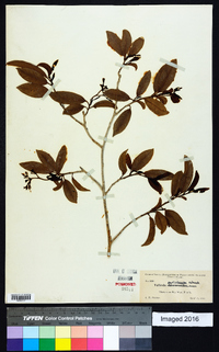 Vallesia antillana image