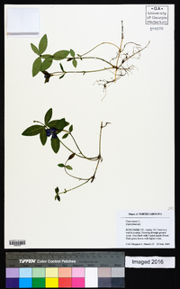 Vinca minor image