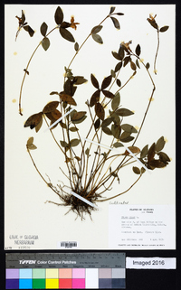 Vinca minor image