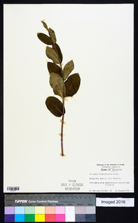 Asclepias amplexicaulis image