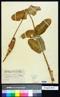 Asclepias amplexicaulis image
