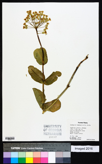 Asclepias amplexicaulis image