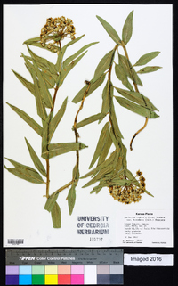 Asclepias asperula image