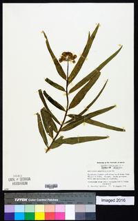 Asclepias asperula image