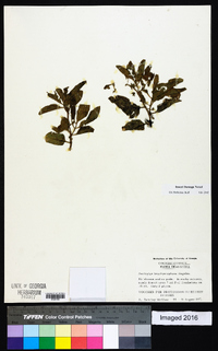 Asclepias brachystephana image