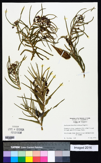 Asclepias brachystephana image