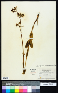 Asclepias connivens image