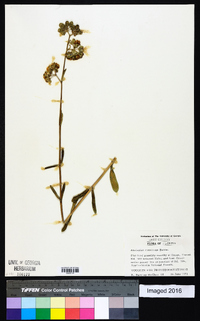 Asclepias connivens image