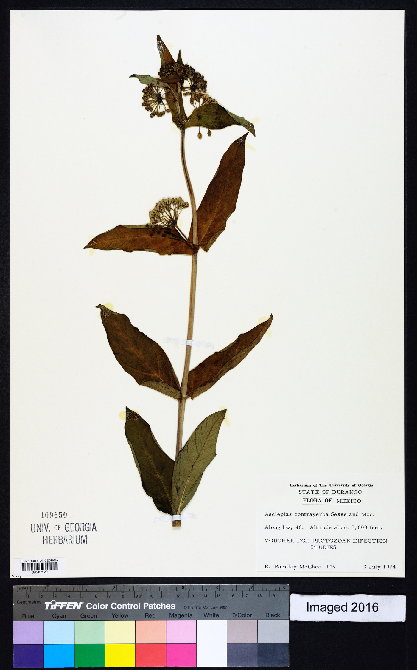 Asclepias contrayerba image
