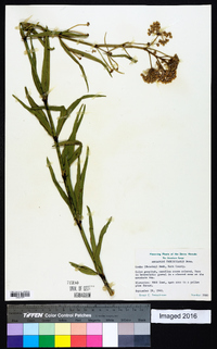 Asclepias fascicularis image