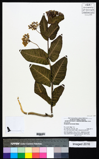 Asclepias humistrata image