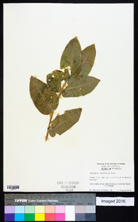 Asclepias humistrata image