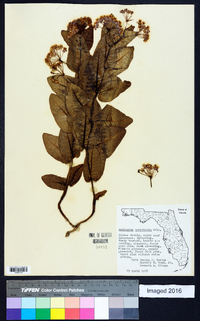 Asclepias humistrata image