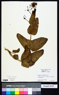 Asclepias humistrata image