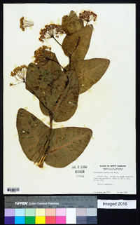 Asclepias humistrata image