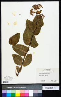 Asclepias humistrata image