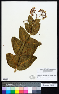 Asclepias humistrata image