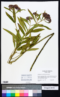 Asclepias incarnata subsp. incarnata image