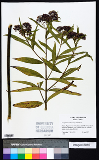 Asclepias incarnata subsp. incarnata image