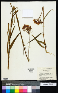 Asclepias lanceolata image