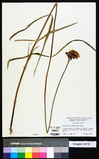 Asclepias lanceolata image