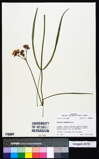 Asclepias lanceolata image