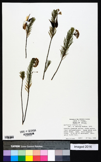 Asclepias linaria image