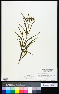 Asclepias longifolia image