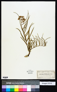 Asclepias michauxii image